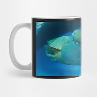 Napoleon Wrasse swimming under boat at Red Sea Mug